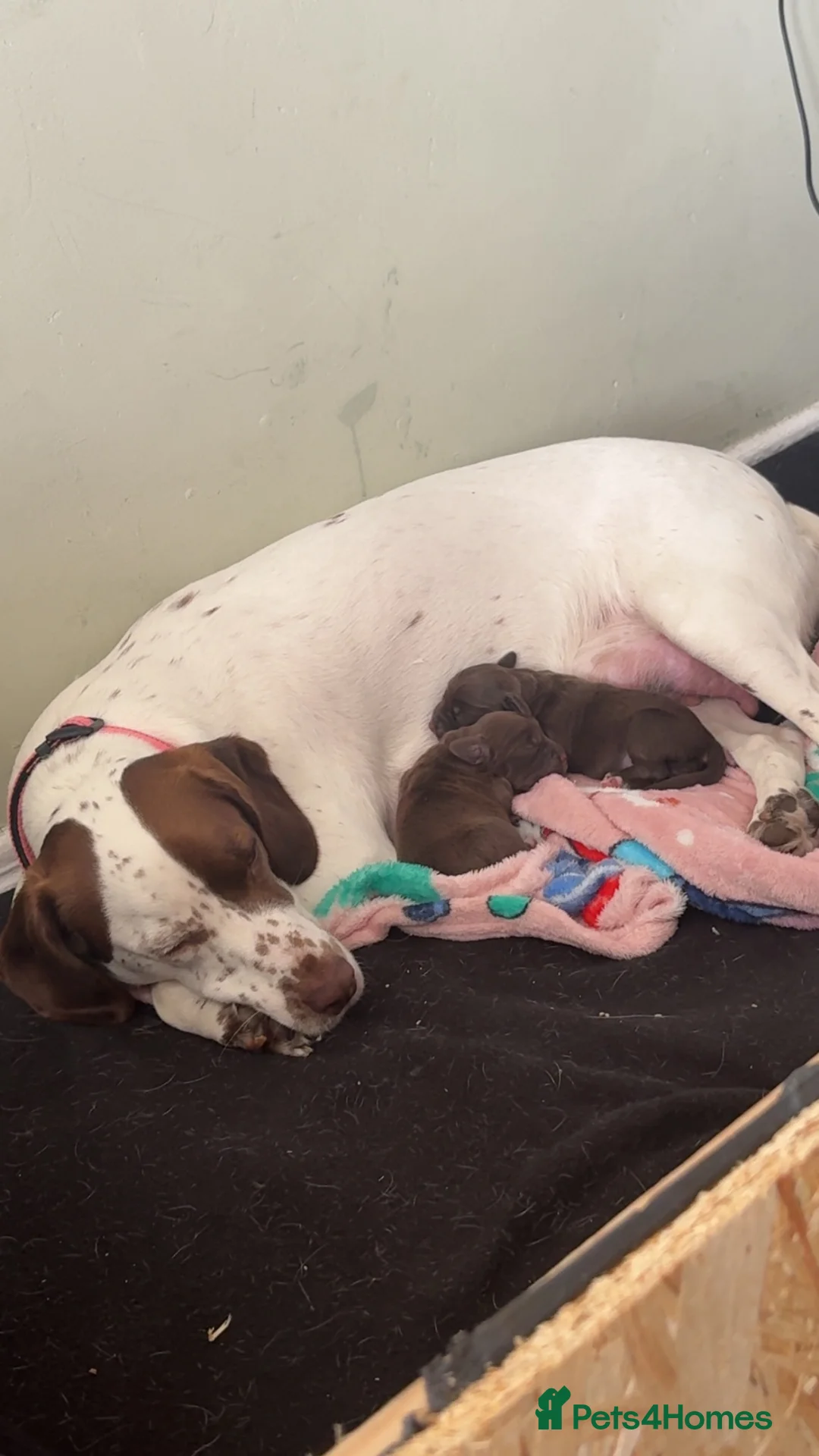 Mixed Breed dogs for sale: Sprocker cross female puppy - Advert 10