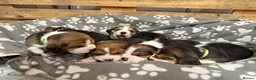Beagle dogs for sale: Beautiful Pedigree Tri Colour Beagle Puppies - Advert 8