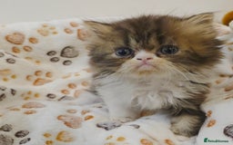 Persian cats for sale: Stunning Persian kittens ready 21st August - Image 9