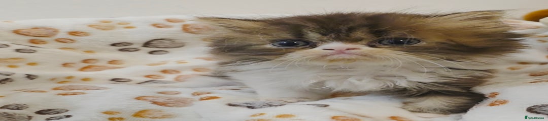 Persian Kitten 3