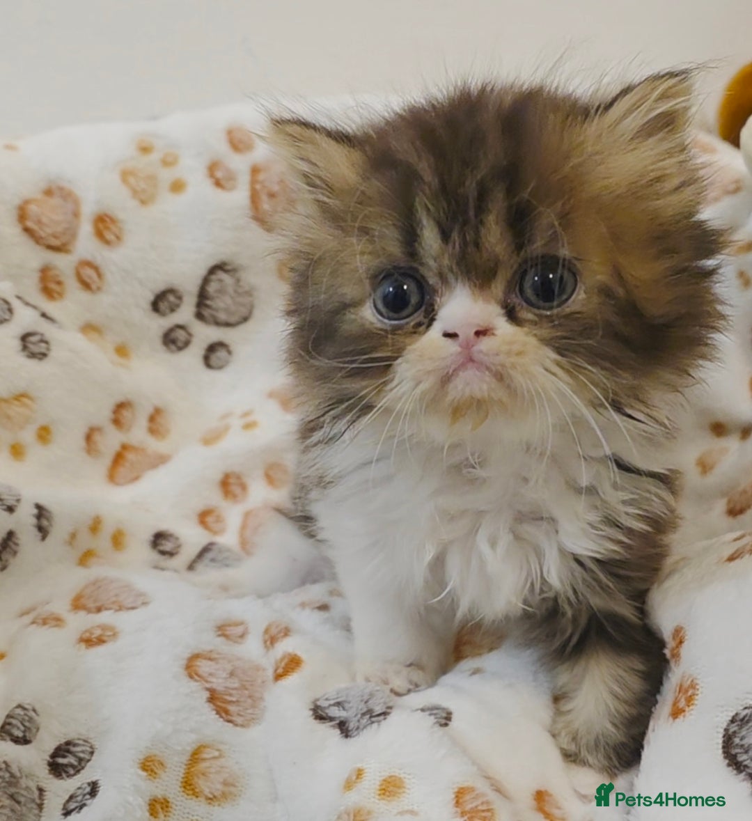 Persian cats for sale: Stunning Persian kittens ready 21st August - Image 9