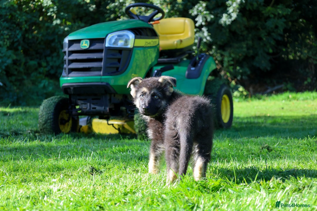 German Shepherd dogs for sale: ❤️KC HEALTH TESTED PARENTS ❤️ - Image 2