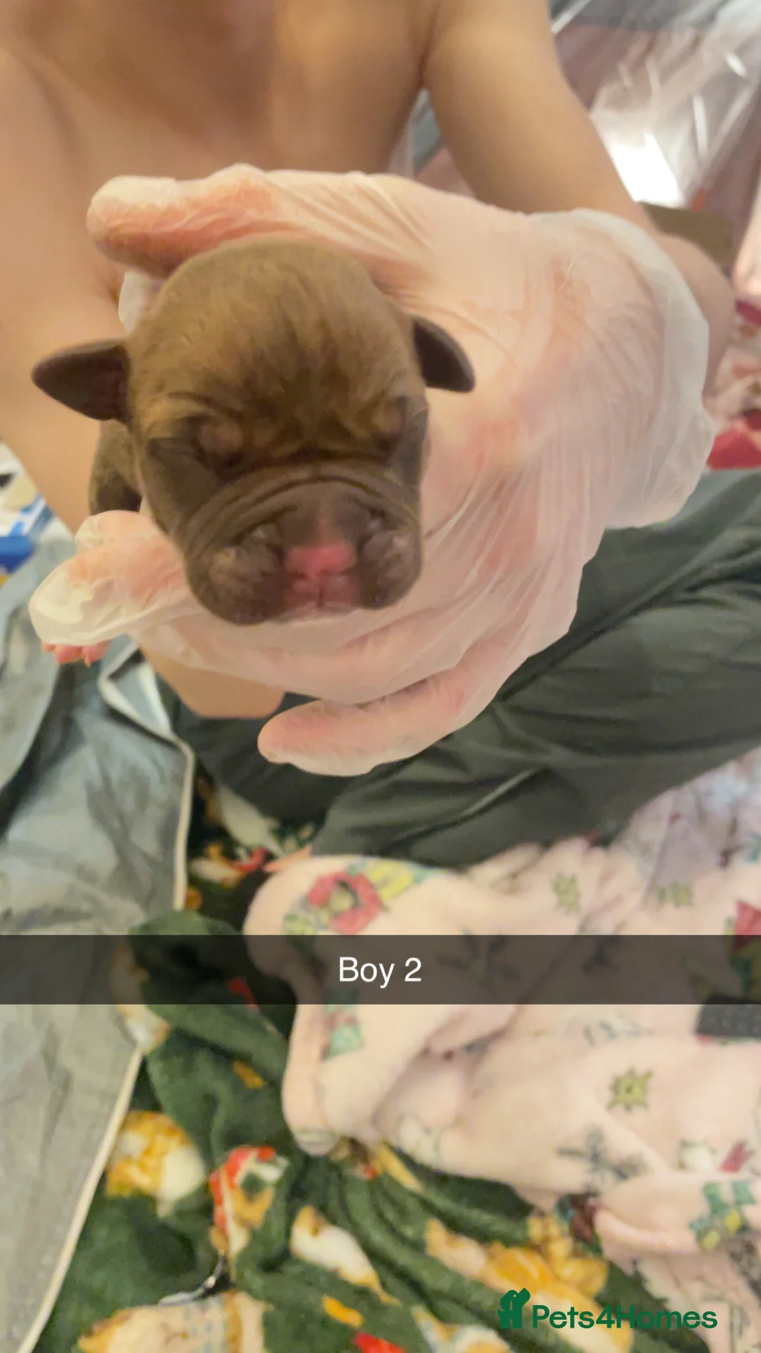 Mixed Breed dogs for sale: American bully x American bulldog puppies - Advert 16