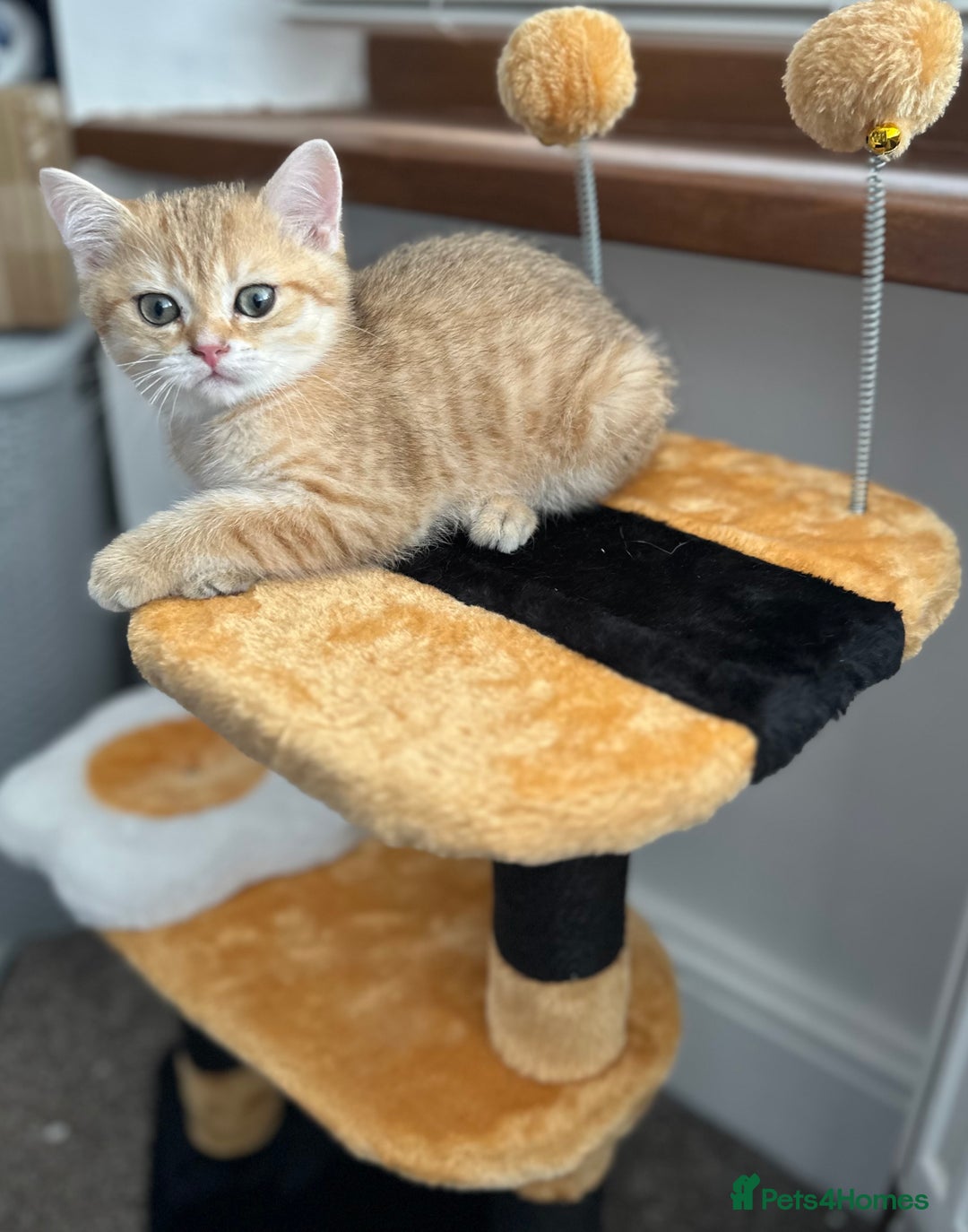 British Shorthair cats for sale: Last golden boy left 😻🌸🌼🌺 tica registered 😻 in Hayes - Image 11