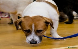 Basset Hound dogs for adoption: Diego - Badersfield Norfolk  - Image 19