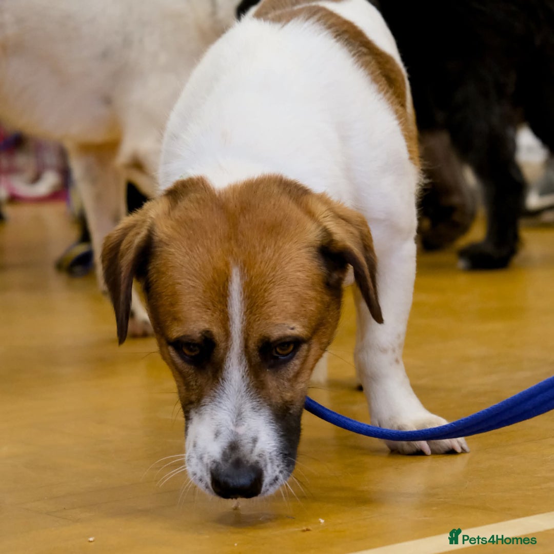 Basset Hound dogs for adoption: Diego - Badersfield Norfolk  - Image 19