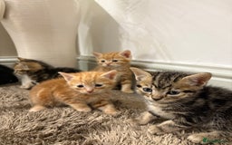 Mixed Breed cats for sale: 5 beautiful kittens for sale !! - Image 3