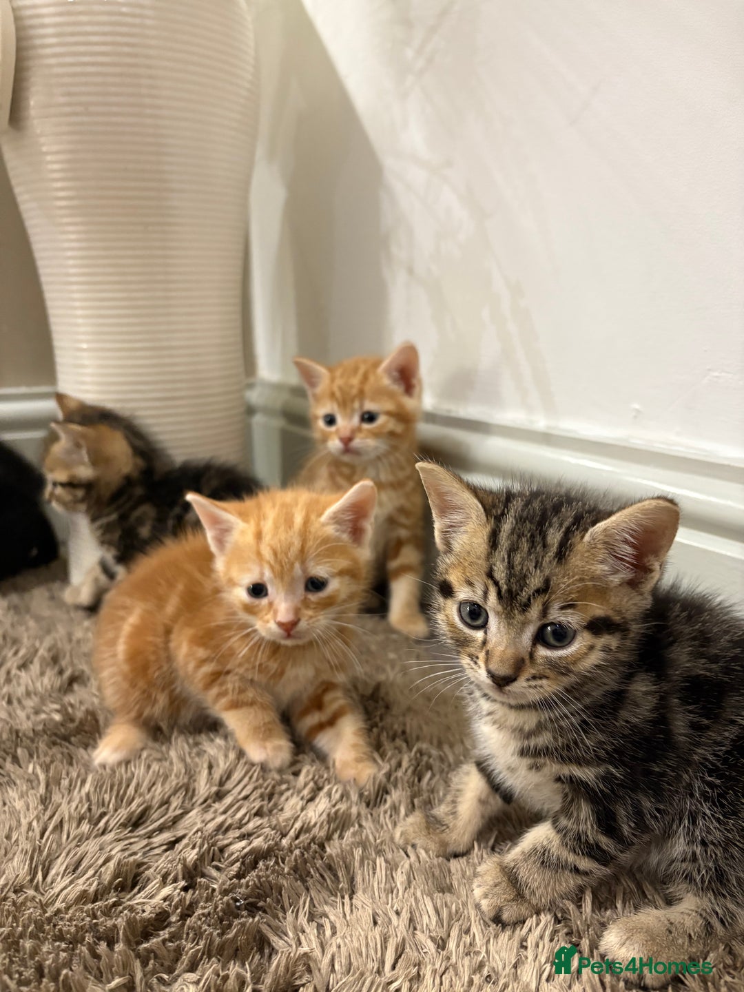 Mixed Breed cats for sale: 5 beautiful kittens for sale !! - Image 3