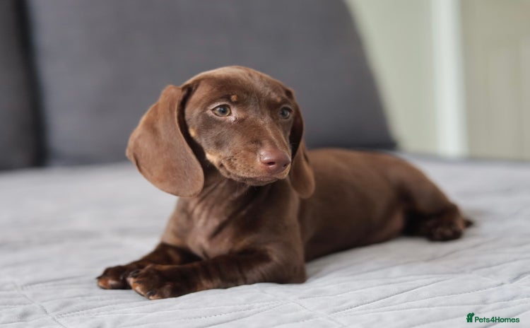 Dachshund dogs - Advert 5
