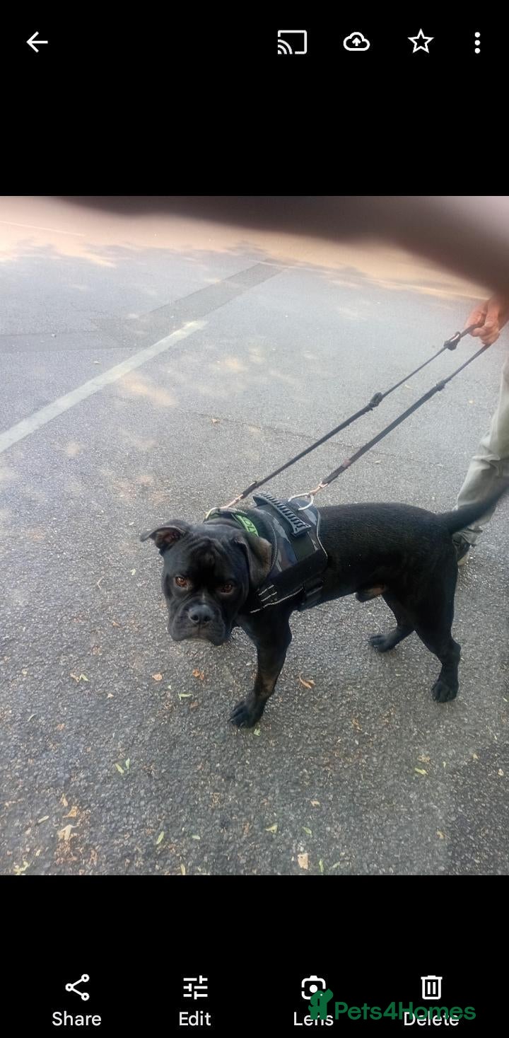 Mixed Breed dogs Gorgeous Frenchie cross available for adoption  - Advert 3