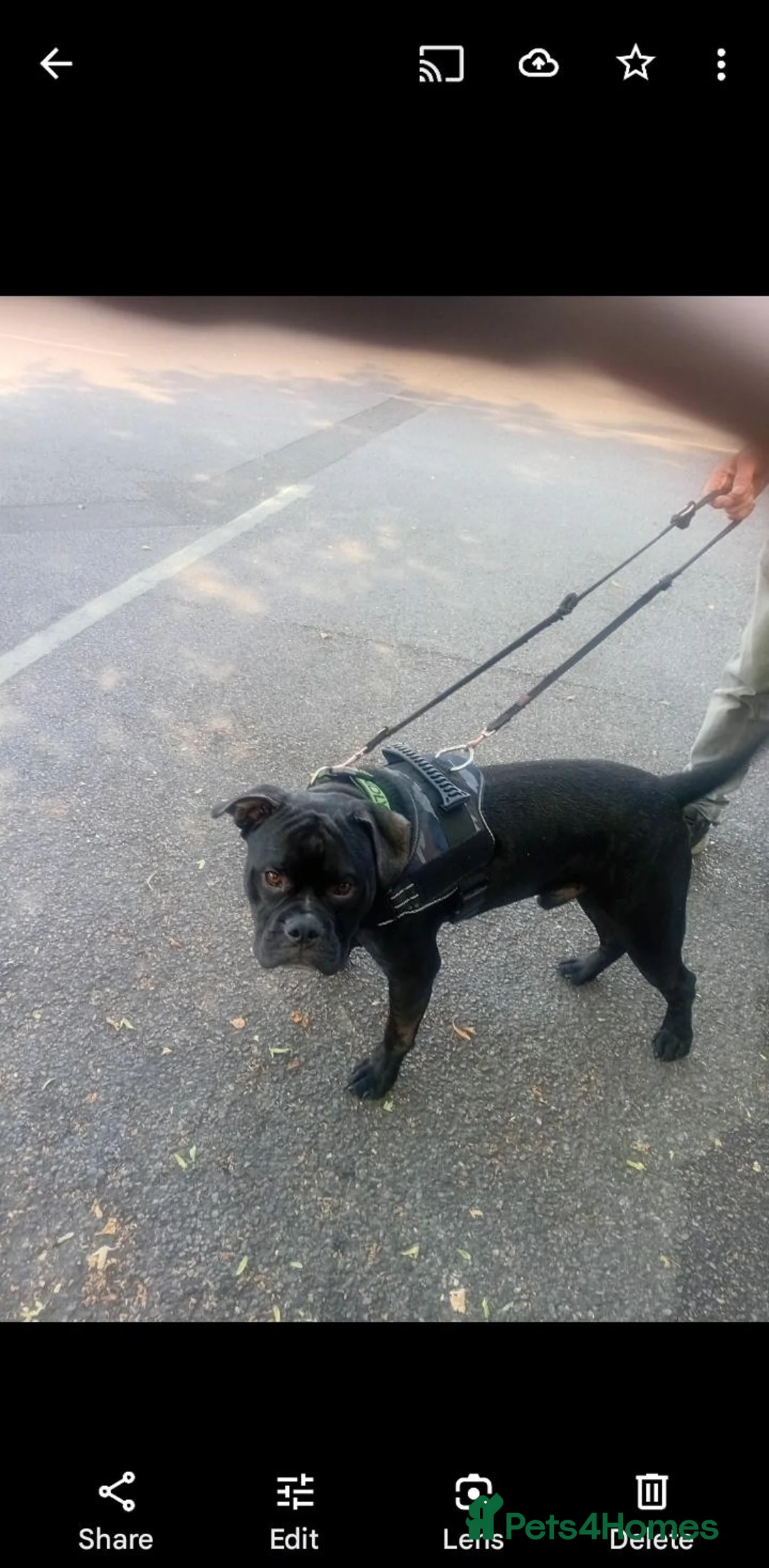 Mixed Breed dogs for adoption: Gorgeous Frenchie cross available for adoption  - Advert 1