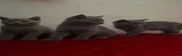 British Shorthair cats for sale: British sorthair - Advert 18