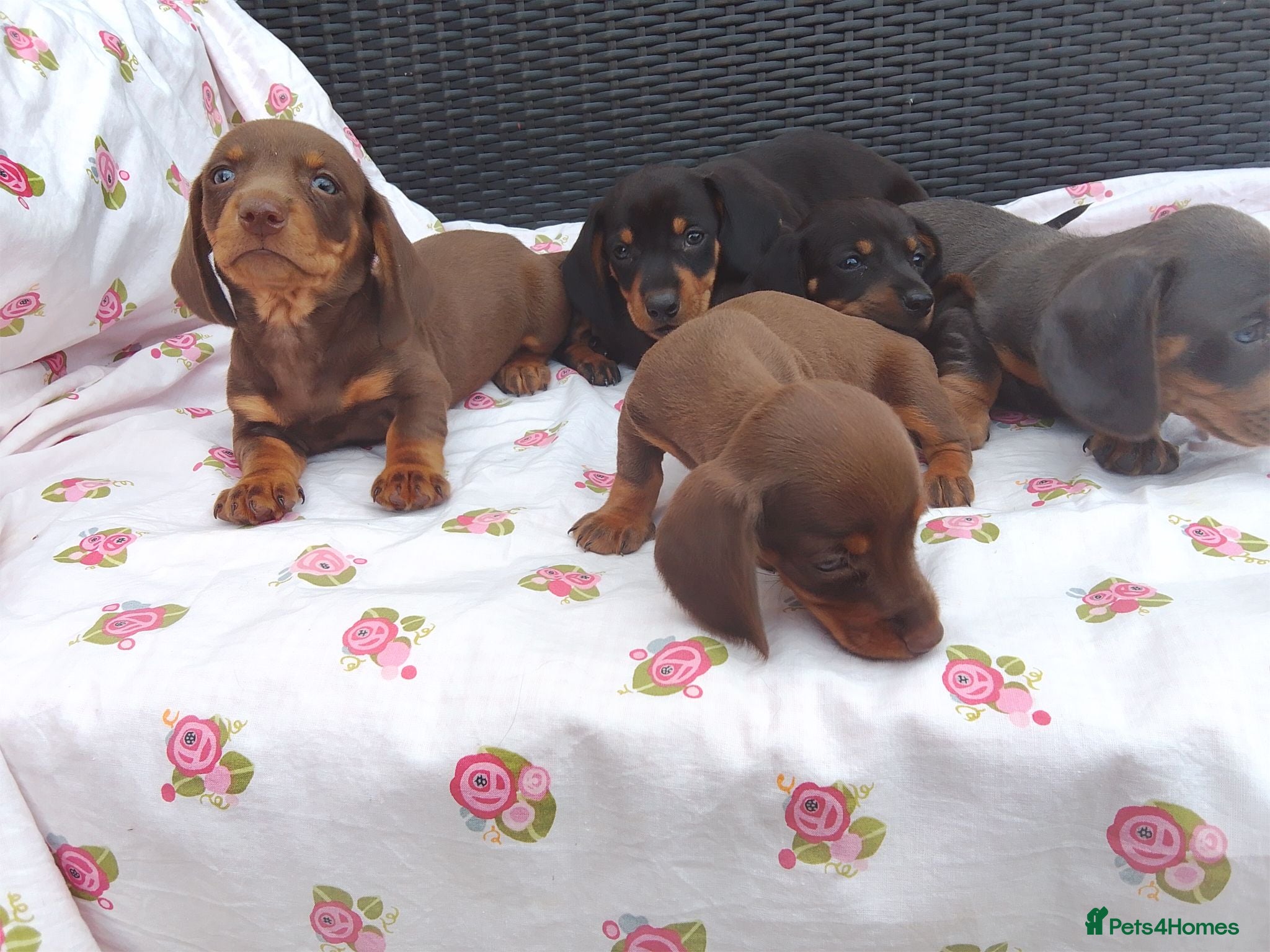 Dachshund dogs Mini dachshund puppies - Advert 4