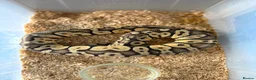 Python Snake reptiles for sale: Royal pythons  - Advert 9