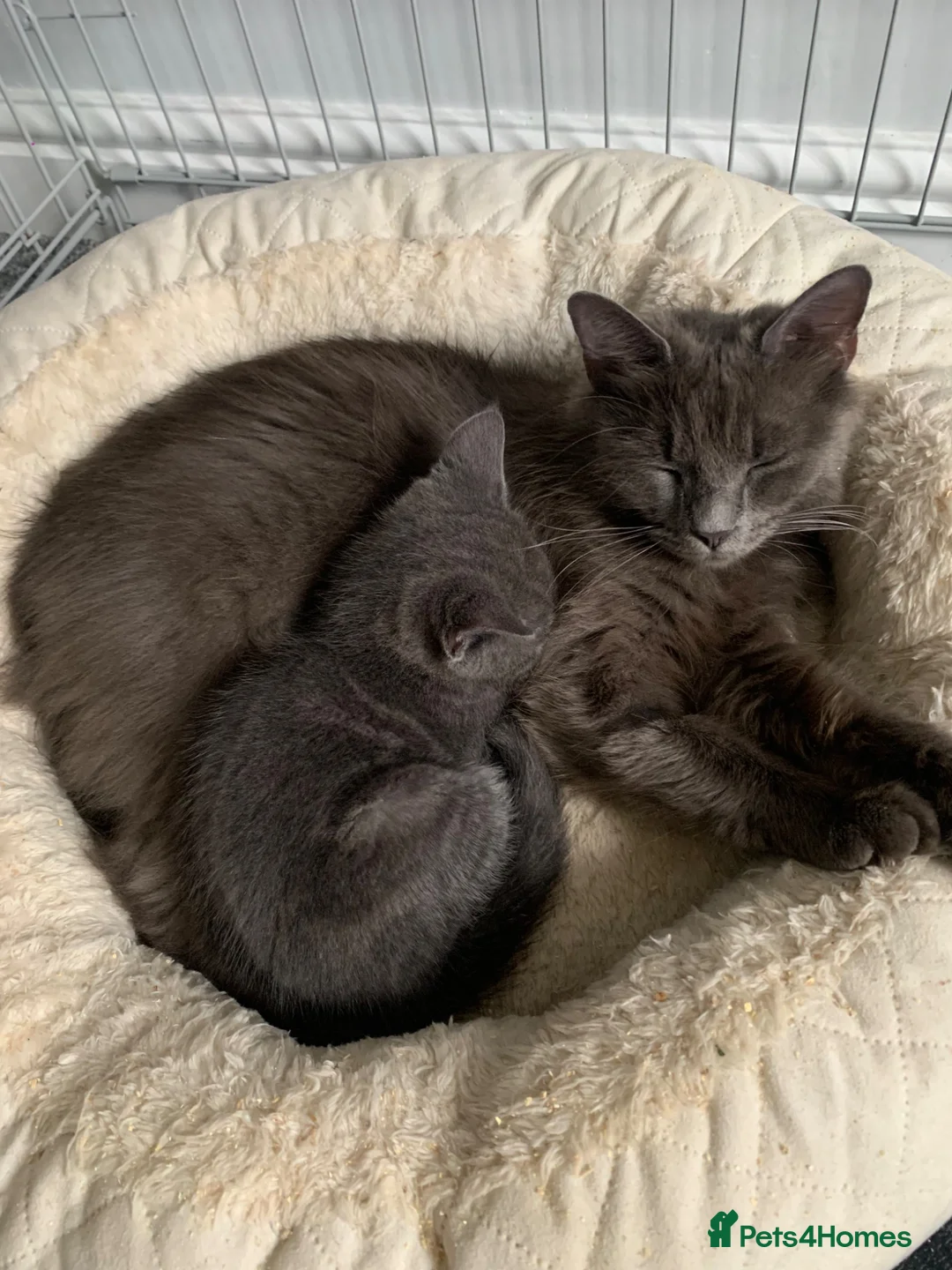 Mixed Breed cats for sale: Grey/black kittens looking for forever homes  - Advert 2