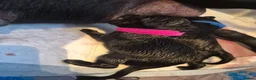 Labrador Retriever dogs for sale: Labrador black puppies  - Advert 22
