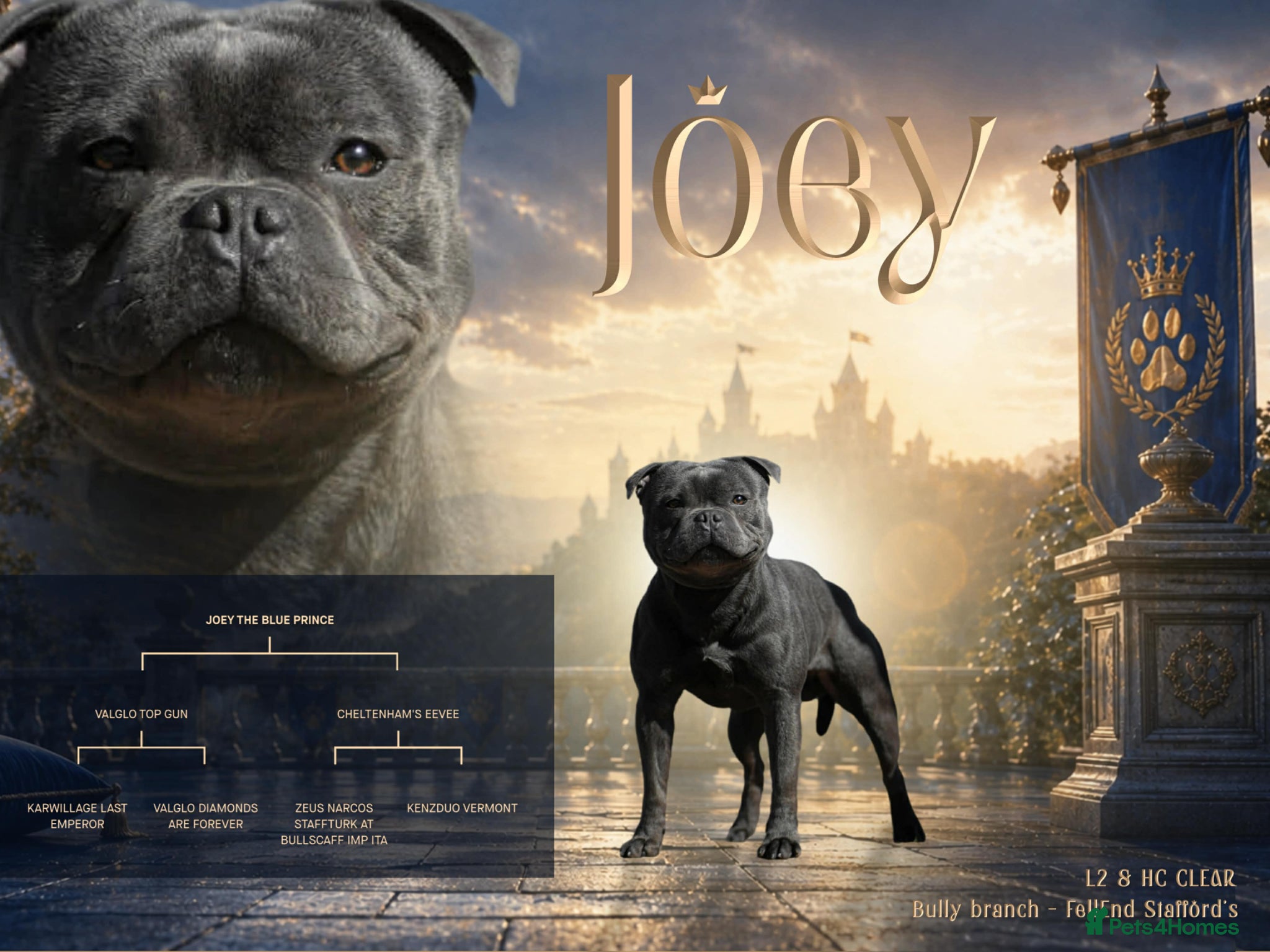 Staffordshire Bull Terrier dogs Exceptional Blue Stafford stud  - Advert 3