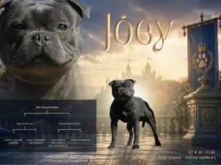 Staffordshire Bull Terrier dogs Exceptional Blue Stafford stud - Advert 3