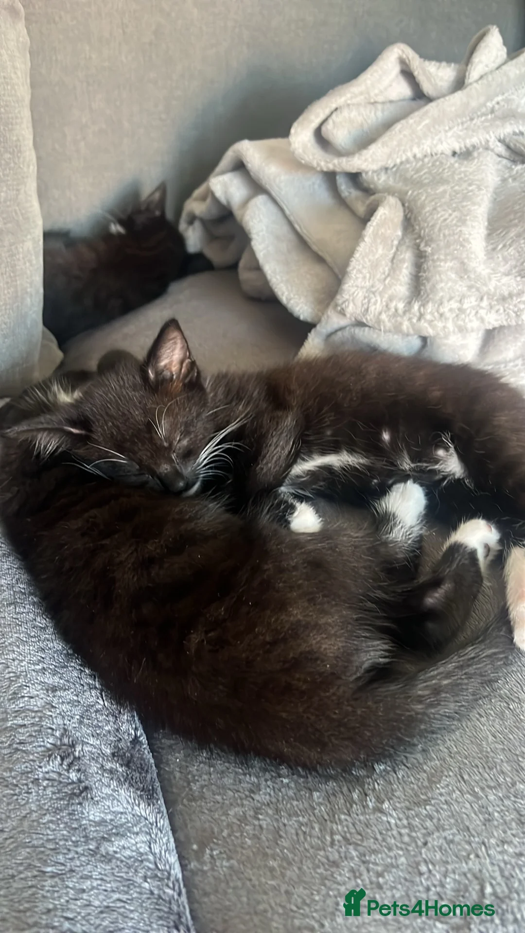 Mixed Breed cats for sale: Mixed litter ready for their forever home in Blandford Forum - Advert 8