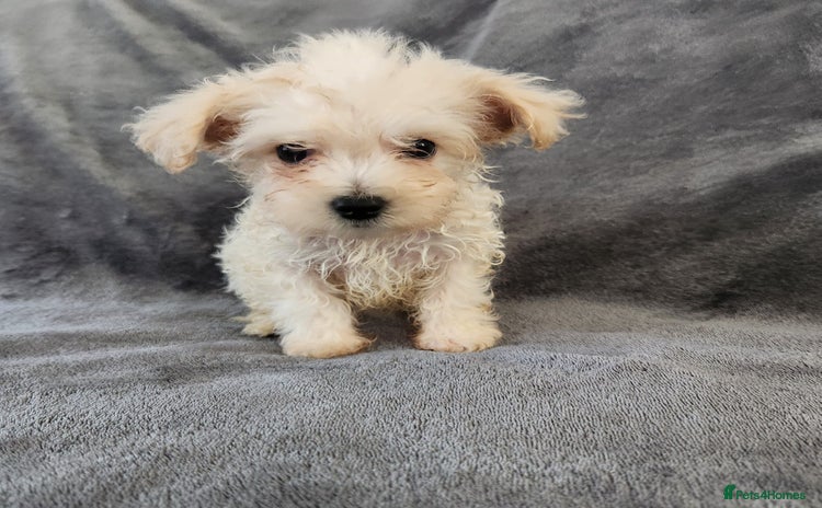 Bichon Frise dogs - Advert 5