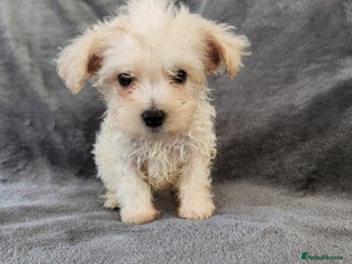 Bichon Frise dogs - Advert 2