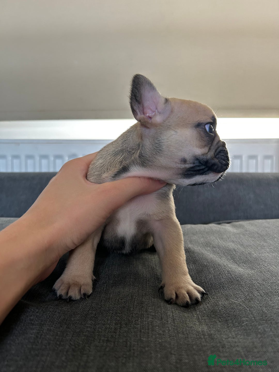 French Bulldog dogs for sale: FrenchAngels 👼🏼🐾 - Image 3