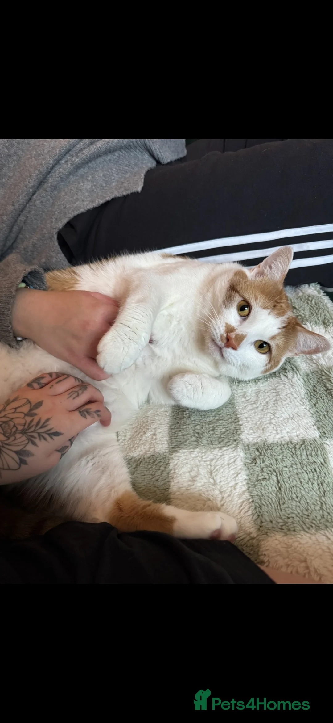 Domestic Shorthair cats for sale: Sushi  - Advert 1