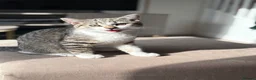 Mixed Breed cats for sale: Stunning Male BSH Cross Kitten - Advert 10