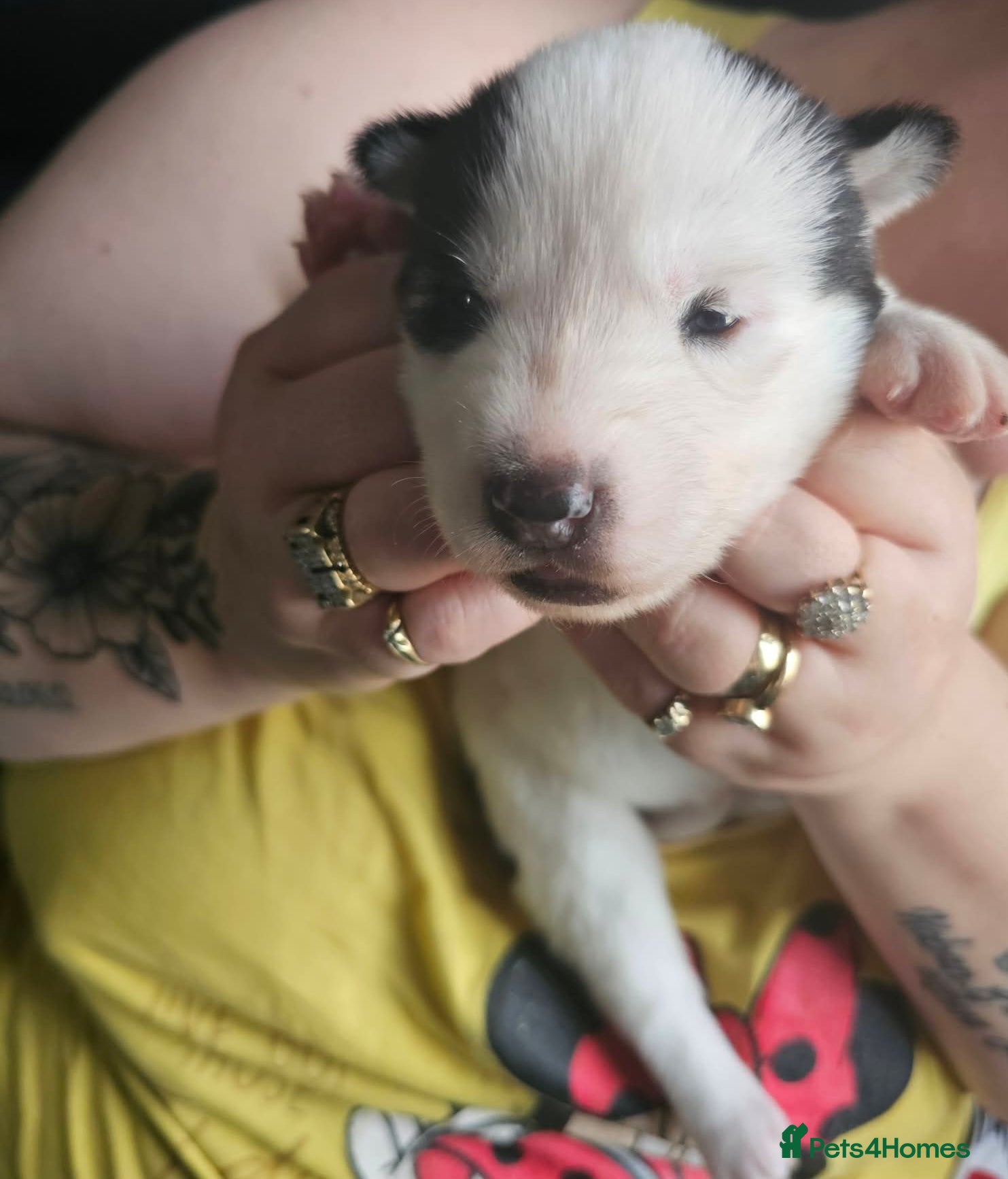 Siberian Husky dogs for sale: Siberian husky puppies  - Advert 7