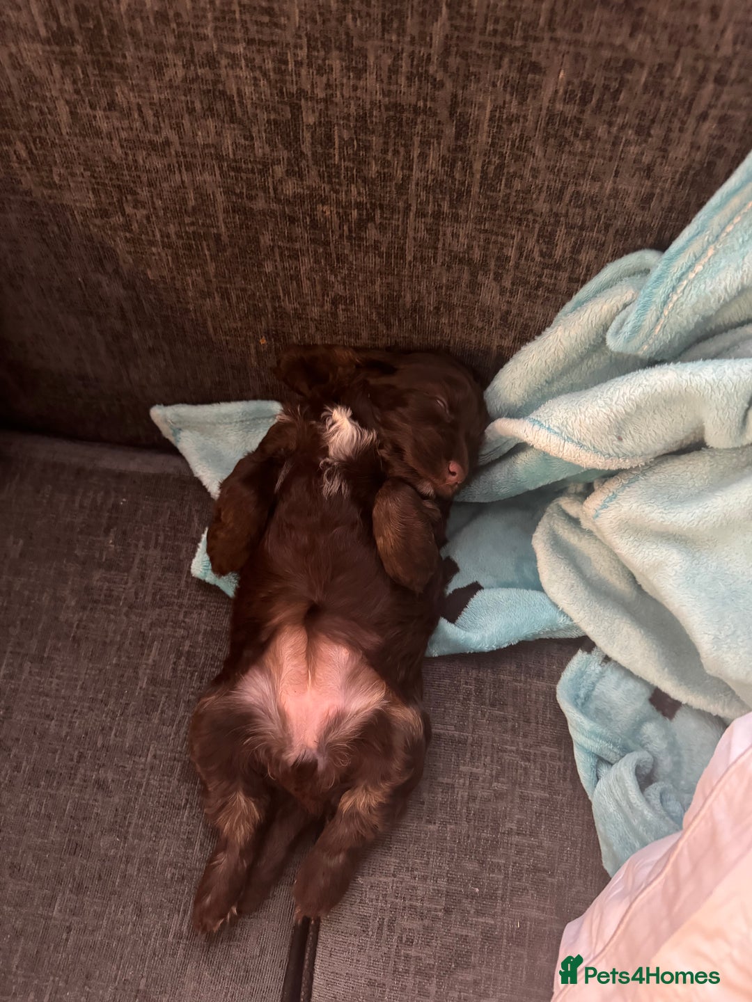 Cockapoo dogs for sale: F1b cockpoo puppies looking for forever homes.  - Advert 7