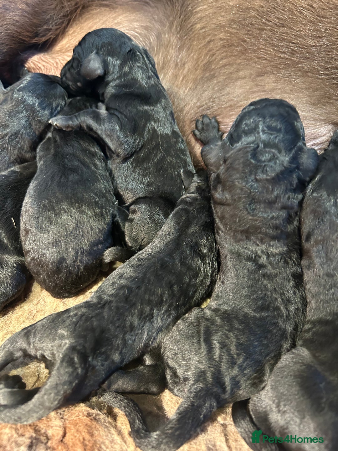 Labradoodle dogs for sale: Fantastic F1 Labradoodles (black) - Image 8