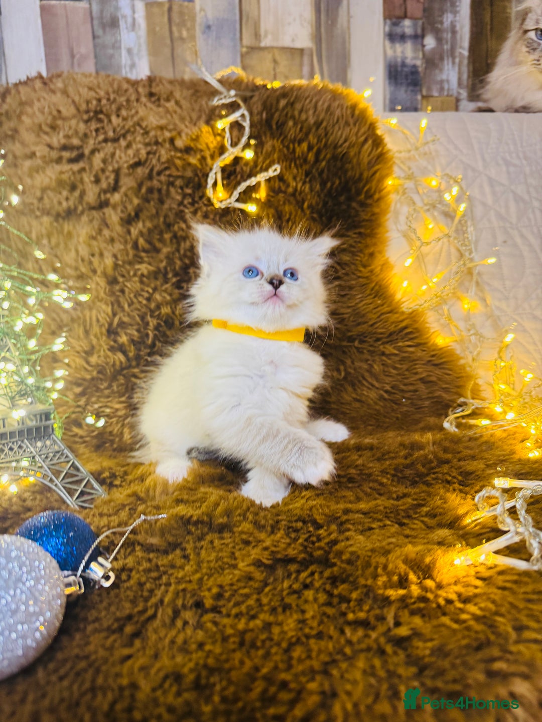 Ragdoll cats for sale: GCCF Pure Ragdoll Seal/Blue Point Lynx Mitted - Advert 38