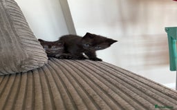 British Shorthair cats for sale: British shorthair kittens  - Image 7