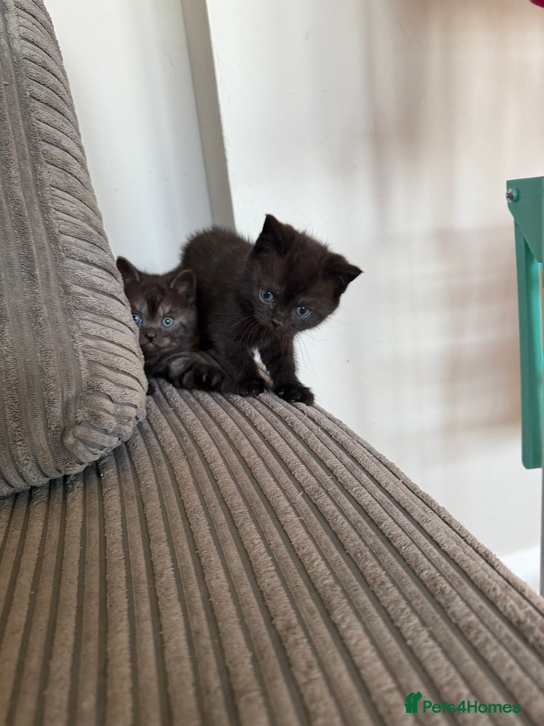 British Shorthair cats for sale: British shorthair kittens  - Image 7