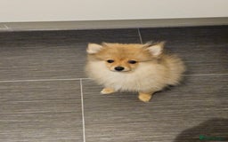 Pomeranian dogs for sale: 🐾 Last 2 Pomeranian Puppies Available! 🐾  - Image 3