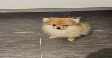 Pomeranian dogs - Advert 12