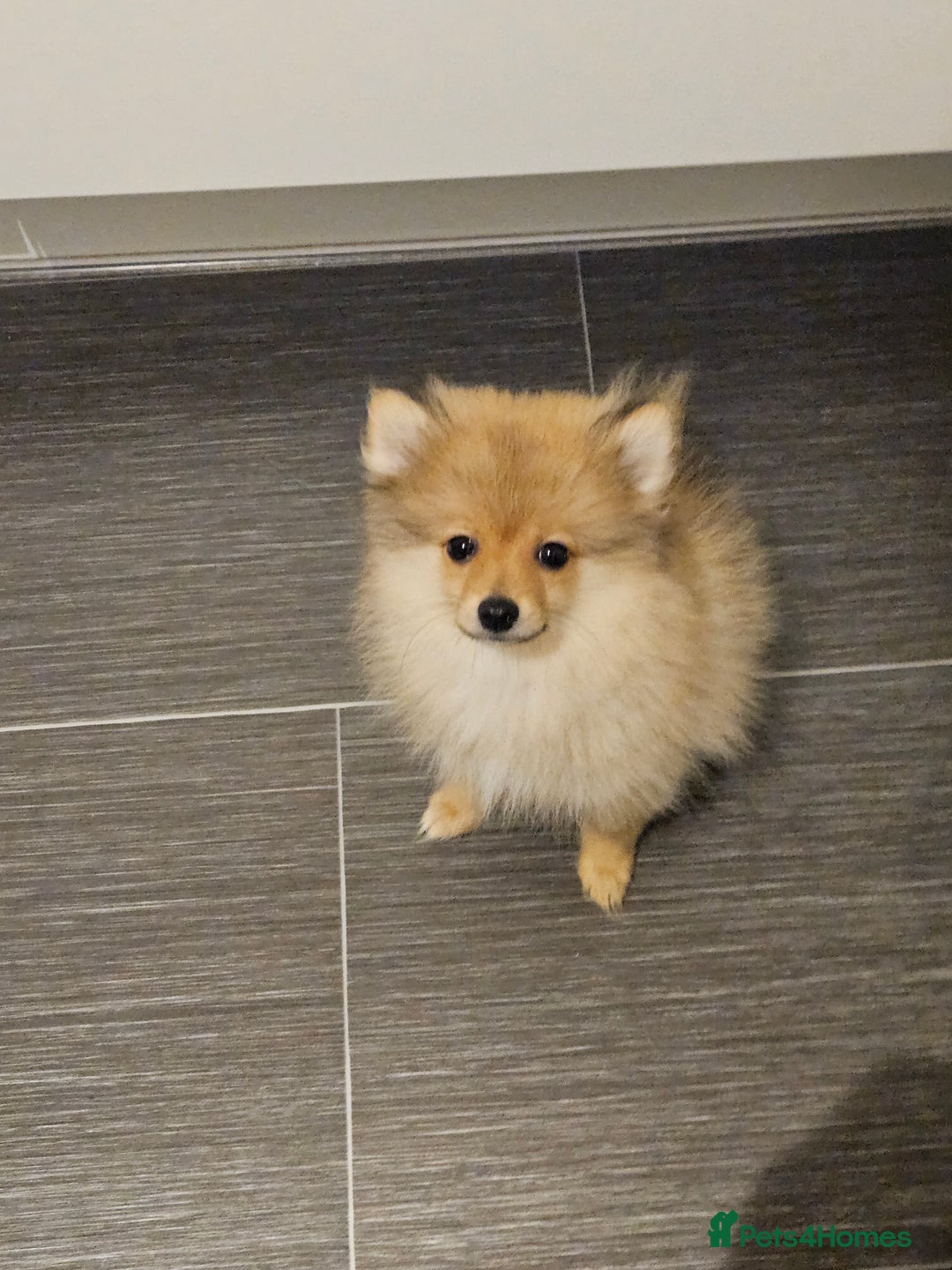 Pomeranian dogs for sale: 🐾 Last 2 Pomeranian Puppies Available! 🐾  - Image 3
