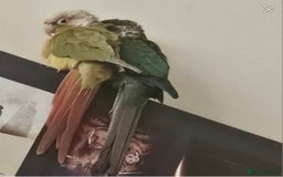 Conures birds for sale: Bonded pair of green cheek conures  - Image 4