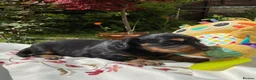 Miniature Dachshund dogs for sale: GORGEOUS KC reg PRA CLEAR MINI DACHSHUND PUPPIES in Swansea - Advert 16