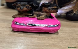 Yorkshire Terrier dogs for sale: Miniature yorkie - Image 9