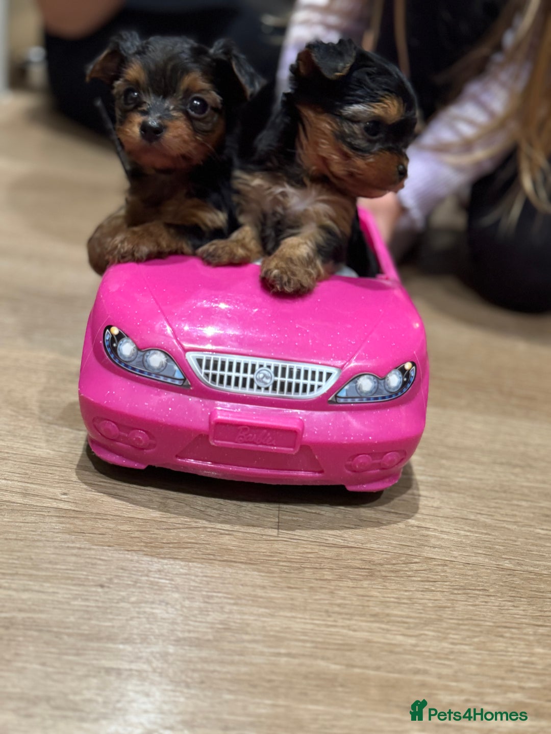 Yorkshire Terrier dogs for sale: Miniature yorkie - Image 9