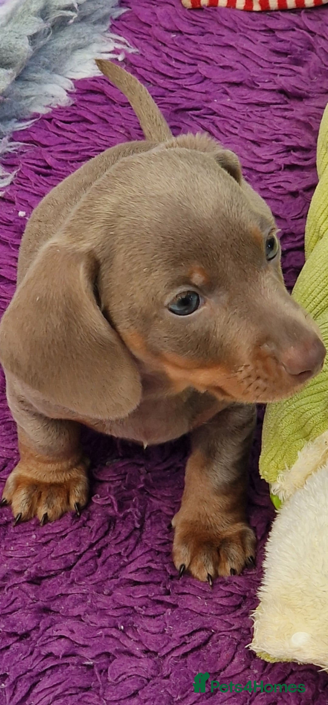 Miniature Dachshund dogs Mini isabella daschund for sale, one boy available - Advert 5
