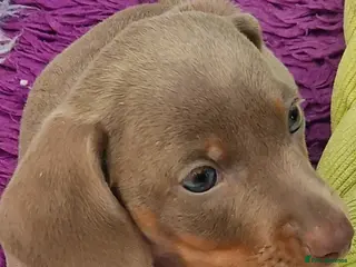 Miniature Dachshund dogs Mini isabella daschund for sale, one boy available - Advert 5
