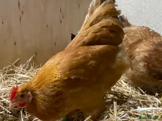 Chickens poultry Rhode Island Red x Light Sussex POL - Advert 11