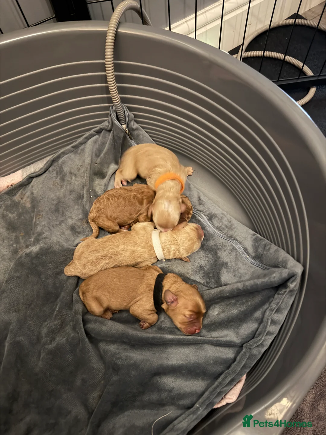 Cockapoo dogs for sale: COCKERPOO GIRLS F2B - Advert 16