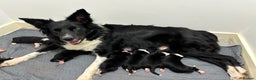 Border Collie dogs for sale: Pure Border Collie pups  - Advert 4