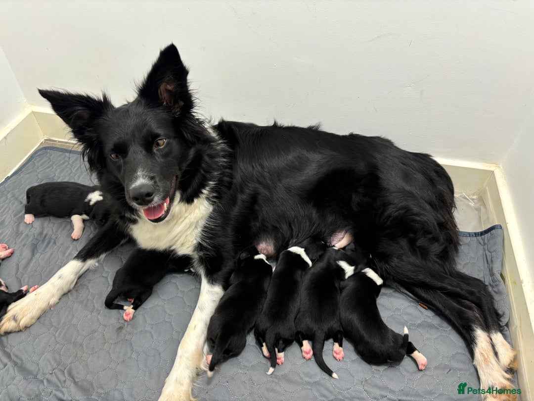 Border Collie dogs for sale: Pure Border Collie pups  - Advert 4
