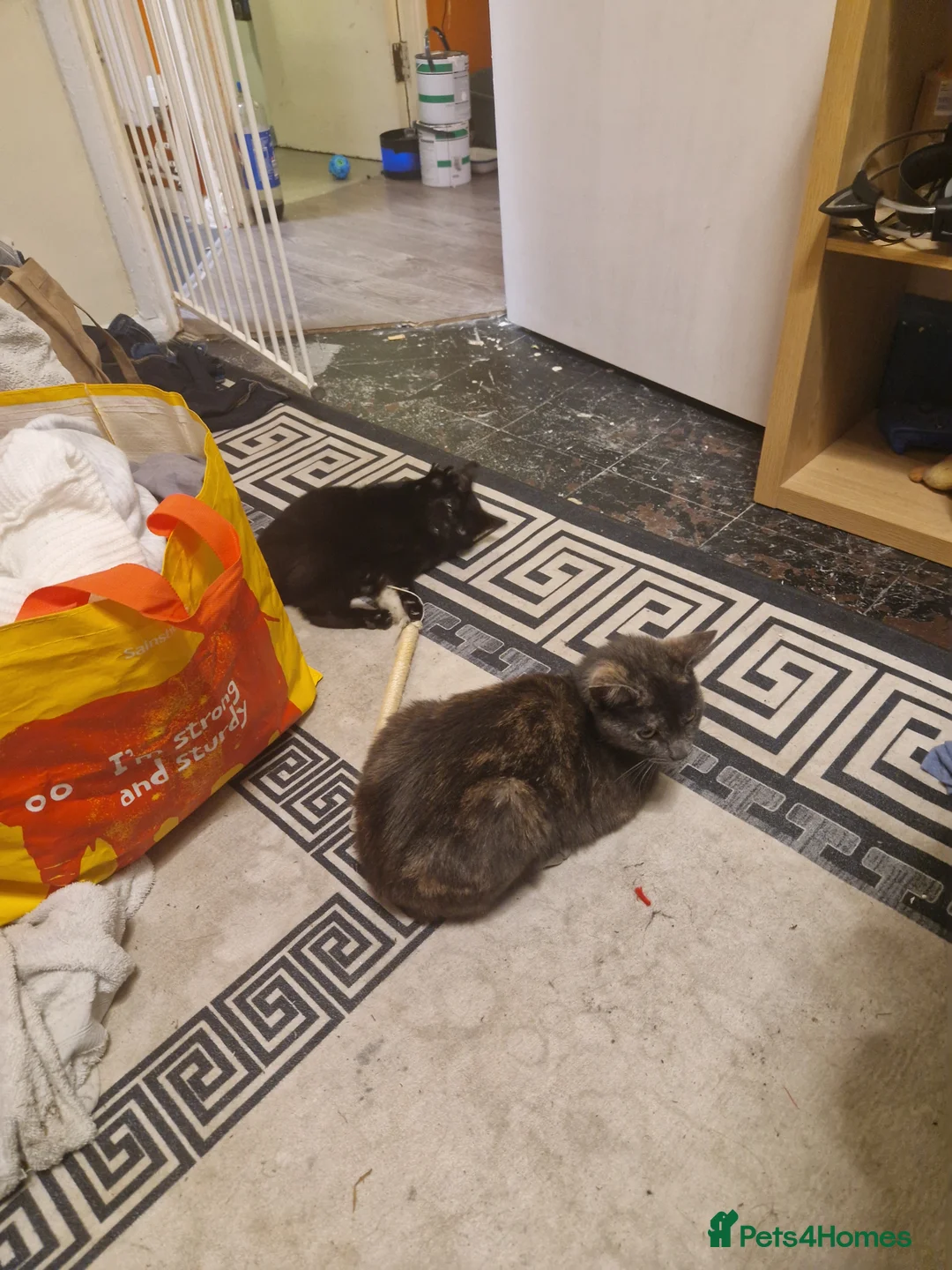 Mixed Breed cats for sale: Max the Freindly kitten - Advert 3