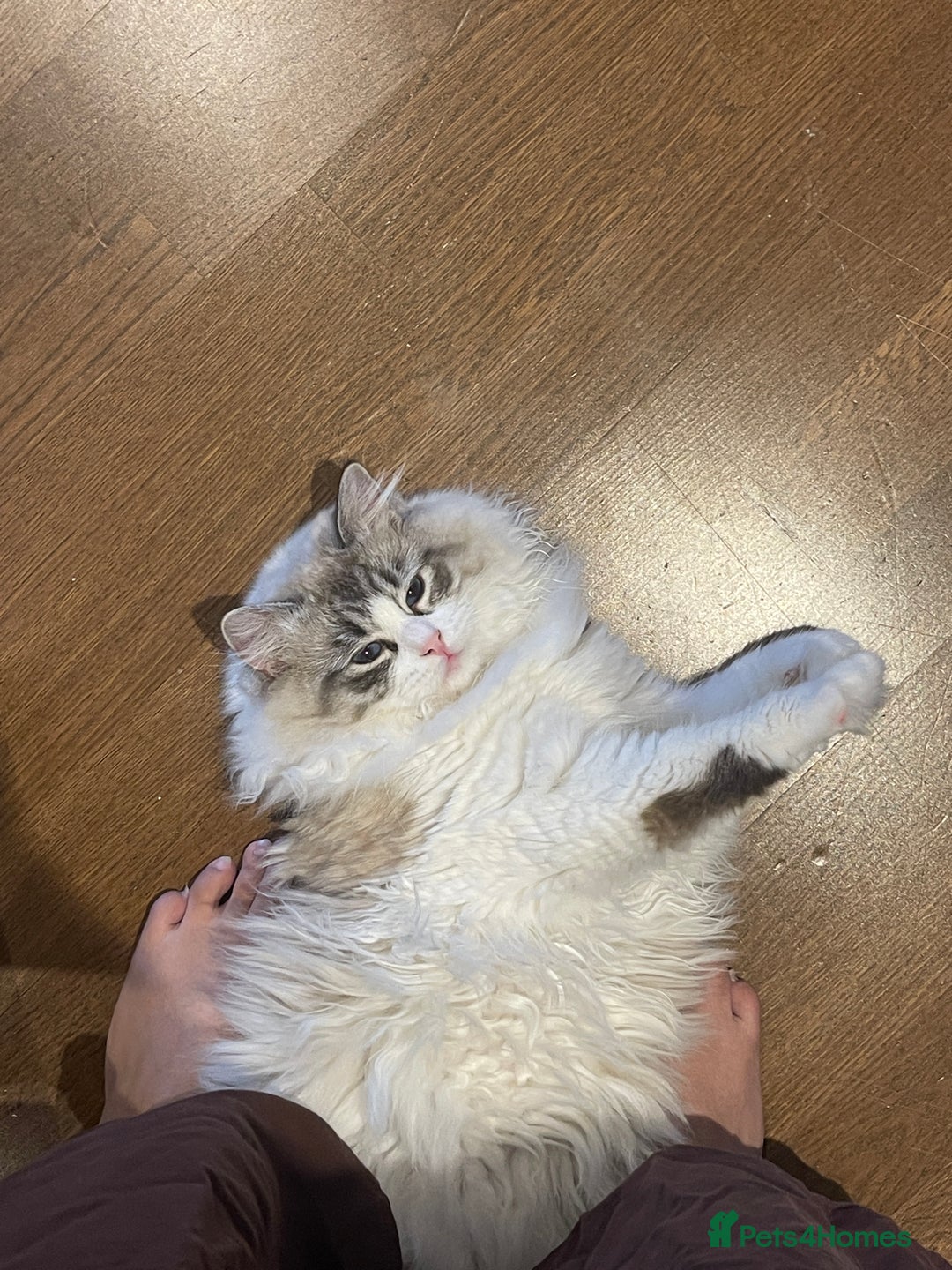 Ragdoll cats for sale: Beautiful Ragdoll gccf registered - Image 18