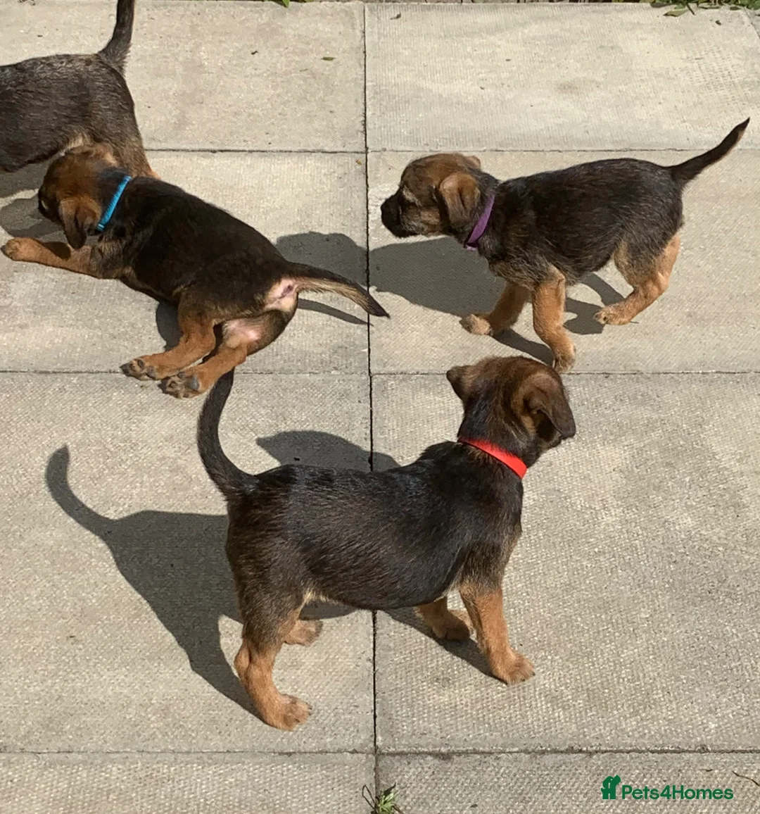 Border Terrier dogs for sale: KC Healthy Border companions  - Advert 1